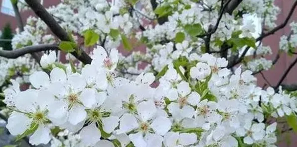 梨树花期怎么提高坐果率 | 农广天地