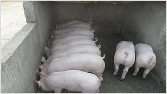 造成仔猪生长速度慢的原因 | 生活妙招