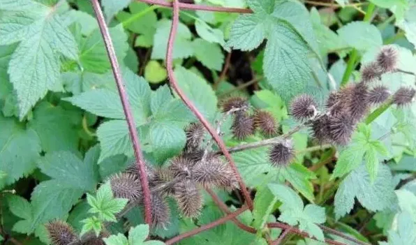 野生苍耳草什么功效 | 农广天地