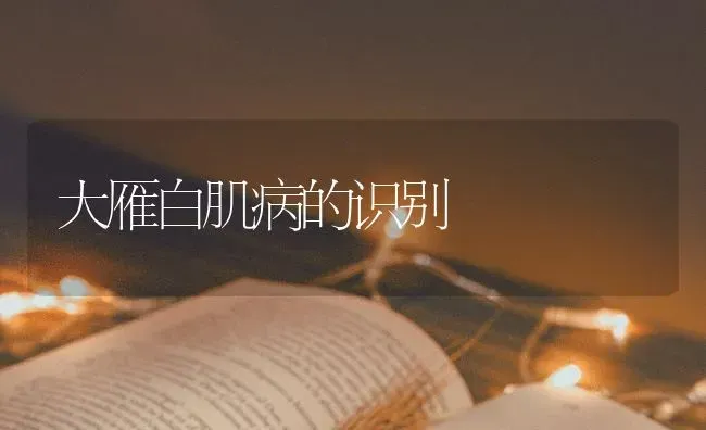 大雁白肌病的识别 | 养殖知识