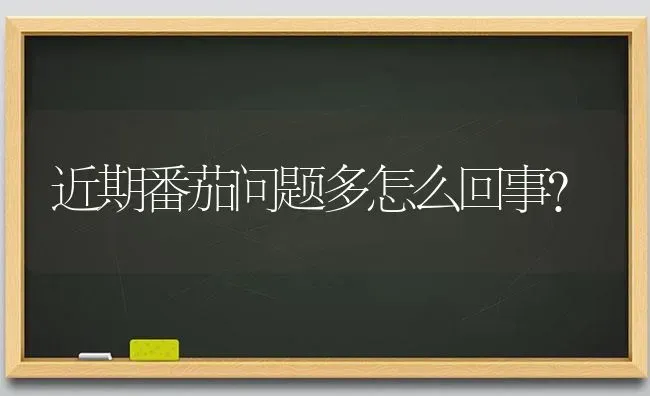 近期番茄问题多怎么回事? | 养殖知识