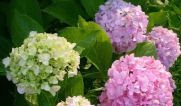 绣球花蔫了怎么办,绣球插花突然蔫了怎么办？