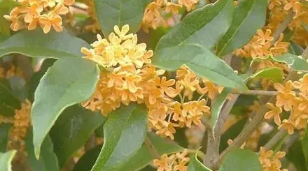 桂花有多少种品种,四季桂花有多少品种？