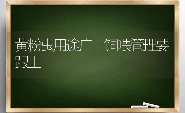 黄粉虫用途广 饲喂管理要跟上 | 养殖技术大全