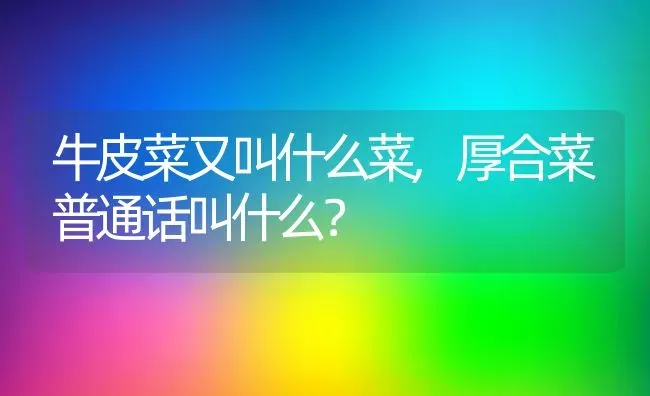 牛皮菜又叫什么菜,厚合菜普通话叫什么？ | 养殖科普