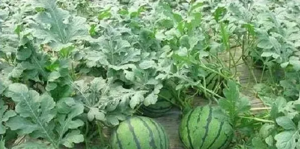 西瓜栽培想实现高产量，这五点平日里需要多留意！ | 生活妙招