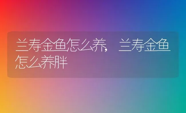 兰寿金鱼怎么养,兰寿金鱼怎么养胖 | 养殖资料