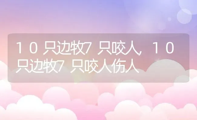 10只边牧7只咬人,10只边牧7只咬人伤人 | 养殖科普