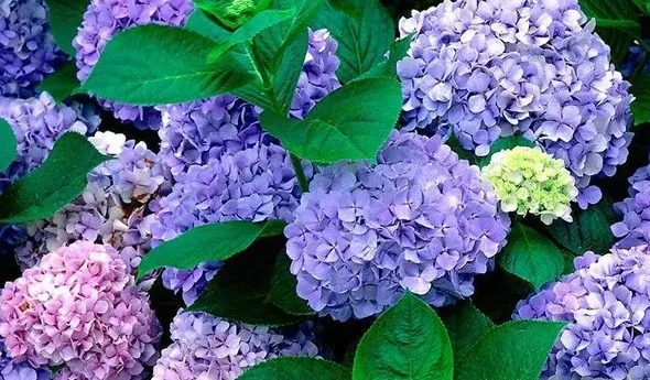 绣球花蔫了怎么办,绣球插花突然蔫了怎么办？