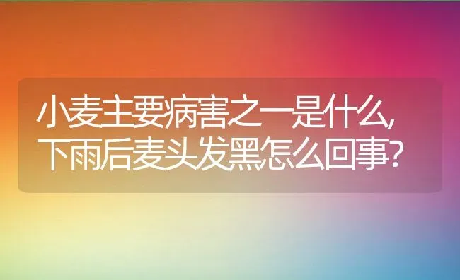 小麦主要病害之一是什么,下雨后麦头发黑怎么回事？ | 养殖科普