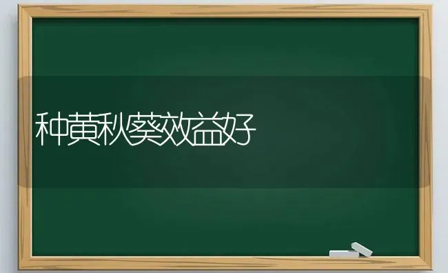 种黄秋葵效益好 | 养殖技术大全