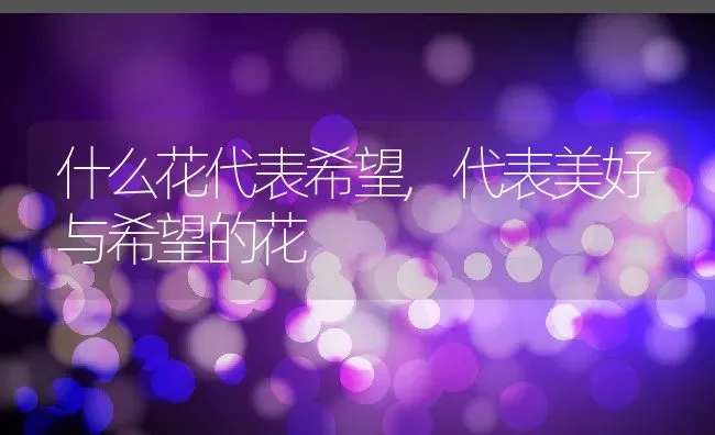 什么花代表希望,代表美好与希望的花 | 养殖学堂