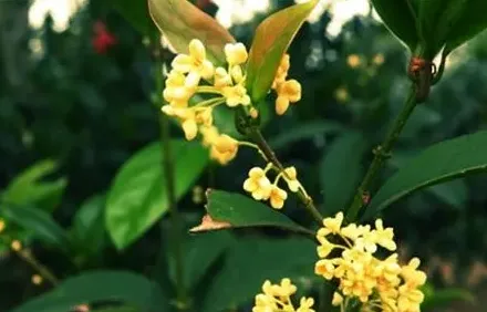 桂花有多少种品种,四季桂花有多少品种？
