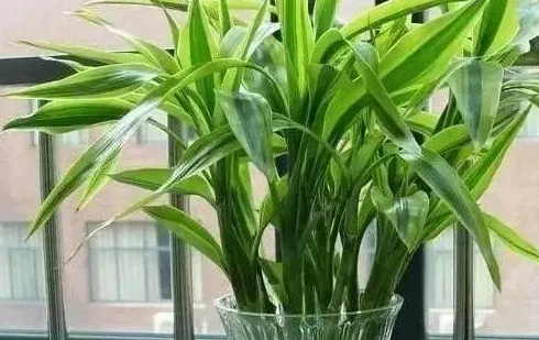 水养的富贵竹怎么能养好,3水植富贵竹怎么能养好？