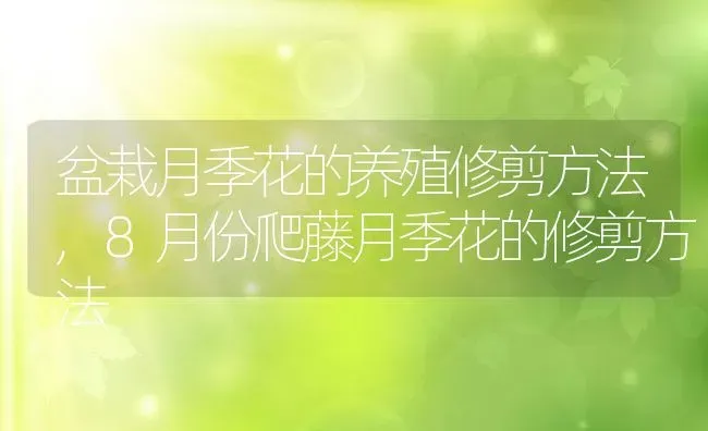 盆栽月季花的养殖修剪方法,8月份爬藤月季花的修剪方法 | 养殖学堂