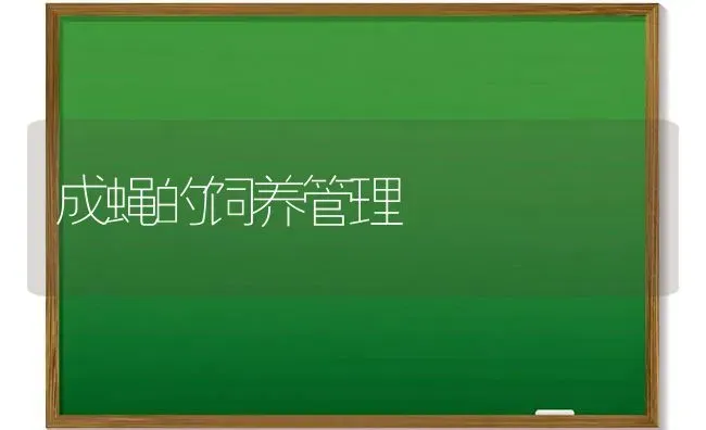 成蝇的饲养管理 | 养殖知识