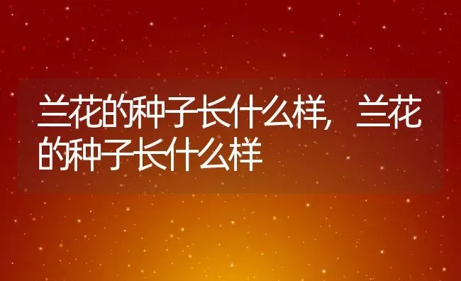 兰花的种子长什么样,兰花的种子长什么样 | 养殖科普