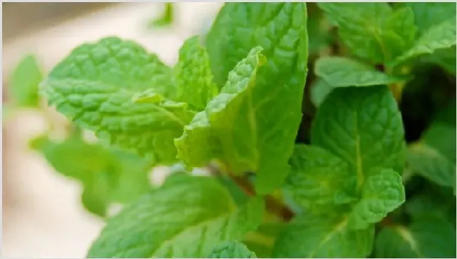 金钱薄荷怎么繁殖 | 三农知识