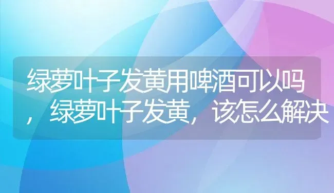 绿萝叶子发黄用啤酒可以吗,绿萝叶子发黄，该怎么解决 | 养殖学堂