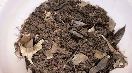 兰花种植用什么土最好,兰花土怎么配？