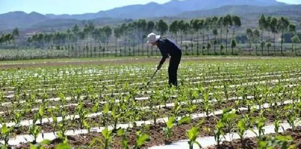 玉米苗期如何除草?学会这四个小技巧除草不伤苗! | 常识大全