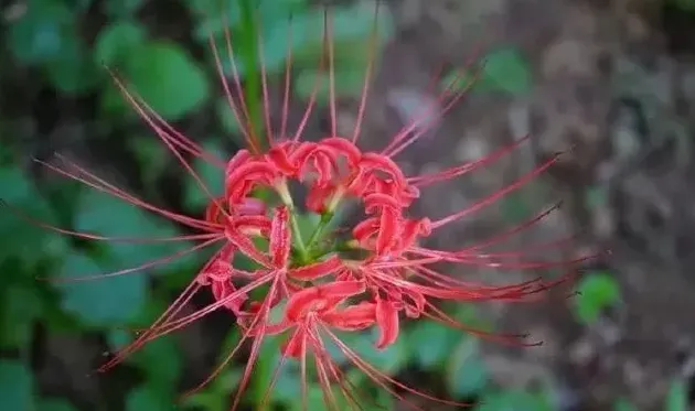 石蒜花和彼岸花一样吗,彼岸花原型是什么花？