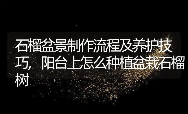 石榴盆景制作流程及养护技巧,阳台上怎么种植盆栽石榴树 | 养殖学堂