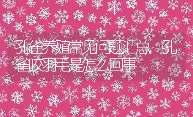 孔雀养殖常见问题汇总,孔雀咬羽毛是怎么回事 | 养殖学堂