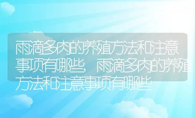 雨滴多肉的养殖方法和注意事项有哪些,雨滴多肉的养殖方法和注意事项有哪些 | 养殖科普