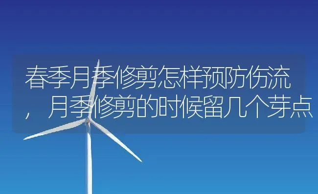 春季月季修剪怎样预防伤流,月季修剪的时候留几个芽点 | 养殖学堂