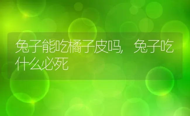 兔子能吃橘子皮吗,兔子吃什么必死 | 养殖科普