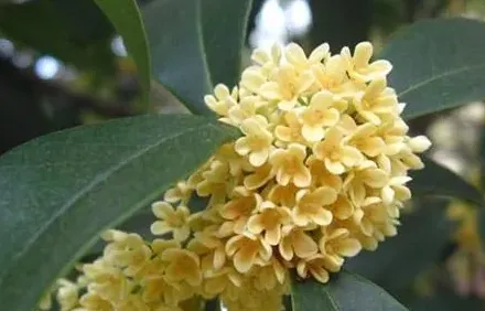 桂花有多少种品种,四季桂花有多少品种？