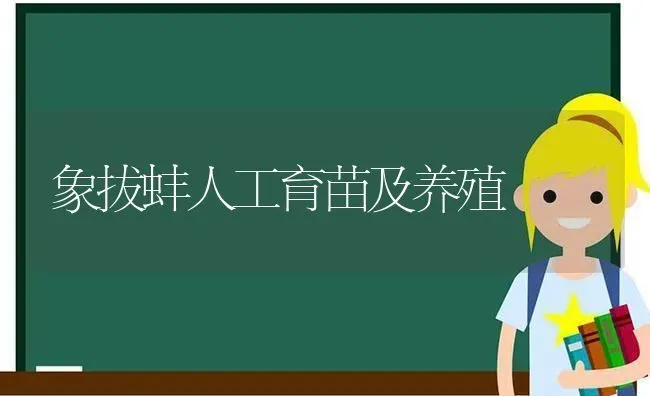 象拔蚌人工育苗及养殖 | 养殖知识