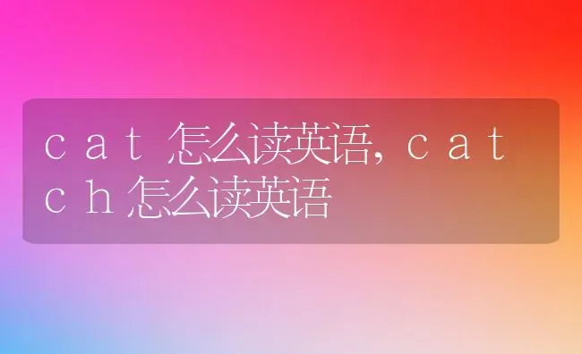 cat怎么读英语,catch怎么读英语 | 养殖科普