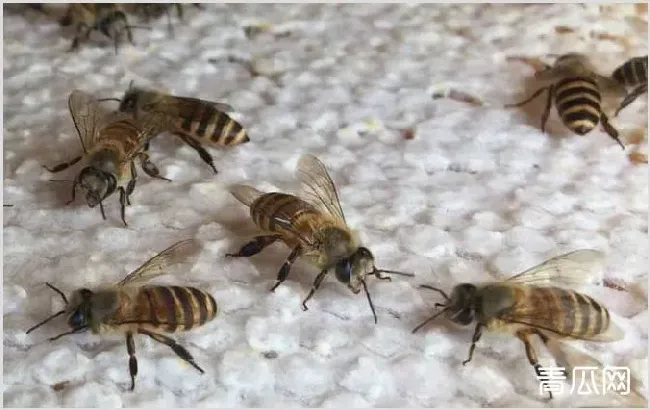 蜂螨怎么防治最有效？ | 常识大全