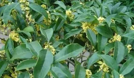 桂花有多少种品种,四季桂花有多少品种？