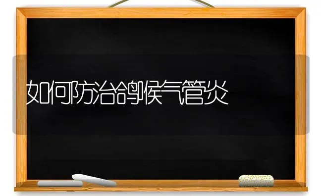 如何防治鸽喉气管炎 | 养殖知识