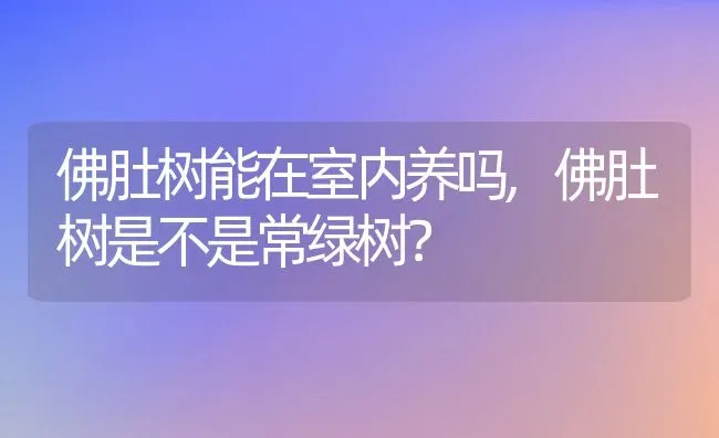 佛肚树能在室内养吗,佛肚树是不是常绿树？ | 养殖科普