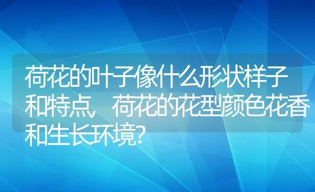 荷花的叶子像什么形状样子和特点,荷花的花型颜色花香和生长环境？ | 养殖科普