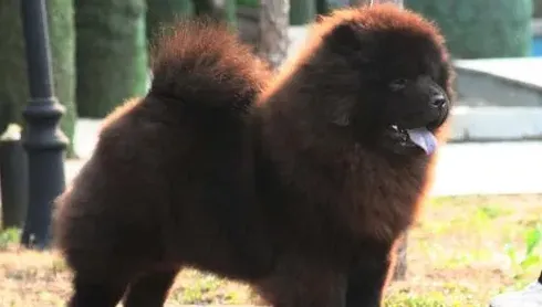 松狮犬为什么禁养,松狮为什么属于禁养犬北京？