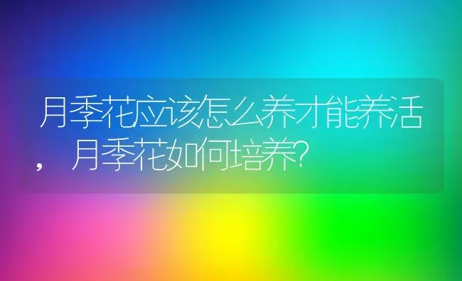 月季花应该怎么养才能养活,月季花如何培养？ | 养殖科普