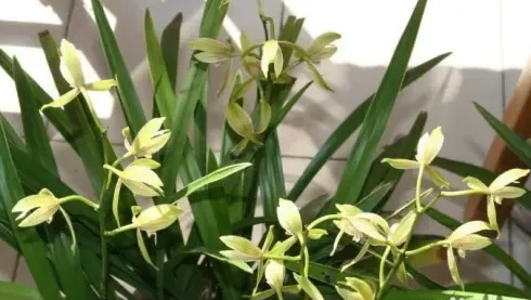 兰花怎么养殖才容易开花,养兰花的技巧与方法？