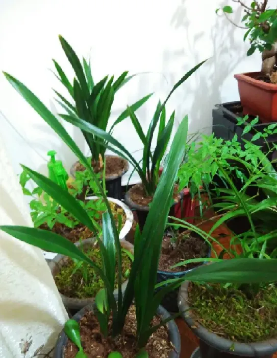 红香妃属于什么档次的兰花,建兰红香妃和黄金彩虹开花区别？