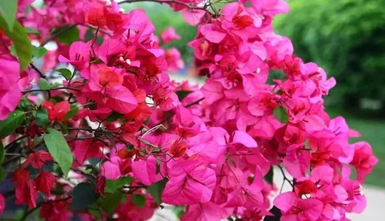 三角梅为什么只长叶子不开花,新栽三角梅只长叶子不开花咋办？