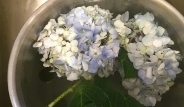 绣球花蔫了怎么办,绣球插花突然蔫了怎么办？