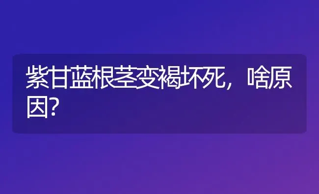 紫甘蓝根茎变褐坏死,啥原因? | 养殖技术大全