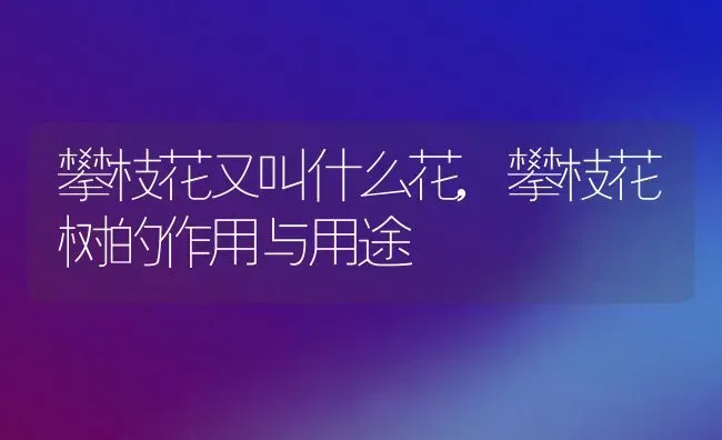 攀枝花又叫什么花,攀枝花树的作用与用途 | 养殖学堂