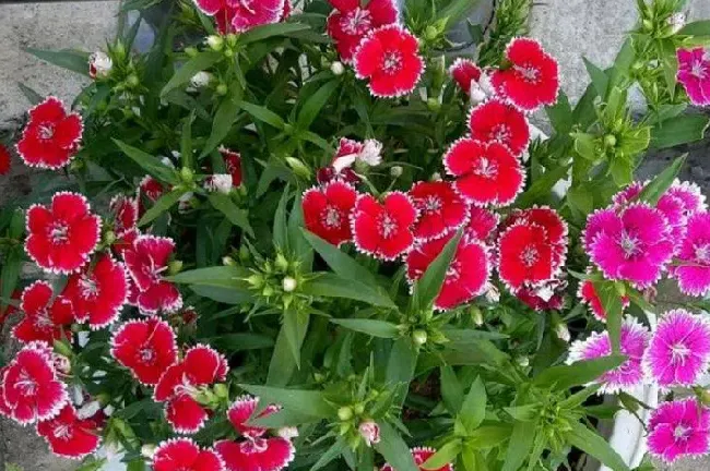 四季开花的石竹叫什么品种,四季青草的石竹哪种好？