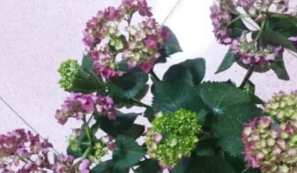 绣球花蔫了怎么办,绣球插花突然蔫了怎么办？