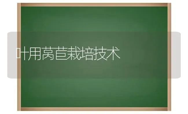 叶用莴苣栽培技术 | 养殖技术大全